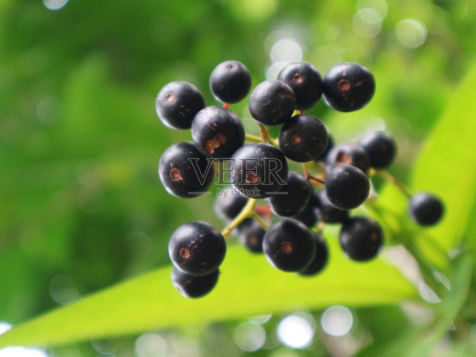 后院的接骨木果实照片摄影图片