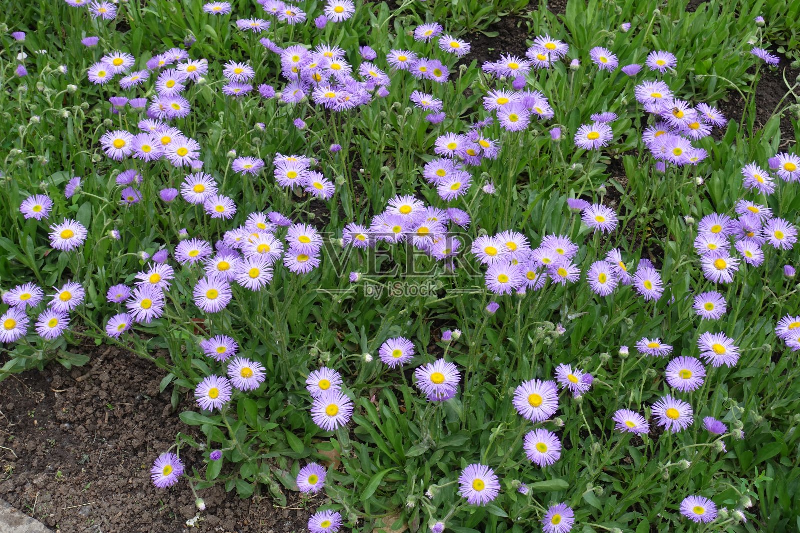 穗花灯座五月开花期开始照片摄影图片