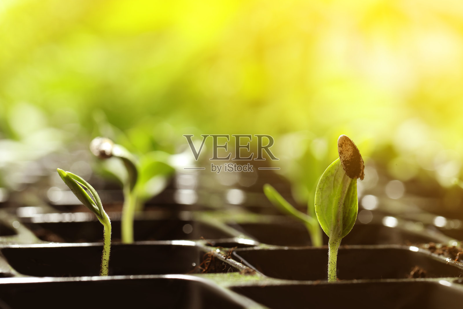 塑料托盘里的蔬菜幼苗是从土壤里的种子生长出来的,特写照片摄影图片