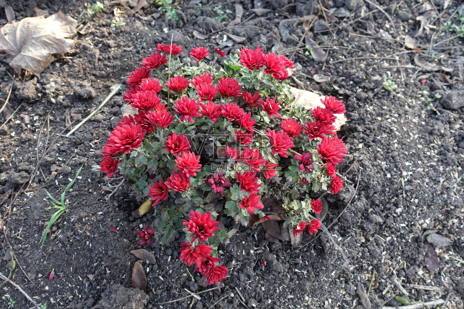 红菊花的小灌木在11月中旬开花照片摄影图片