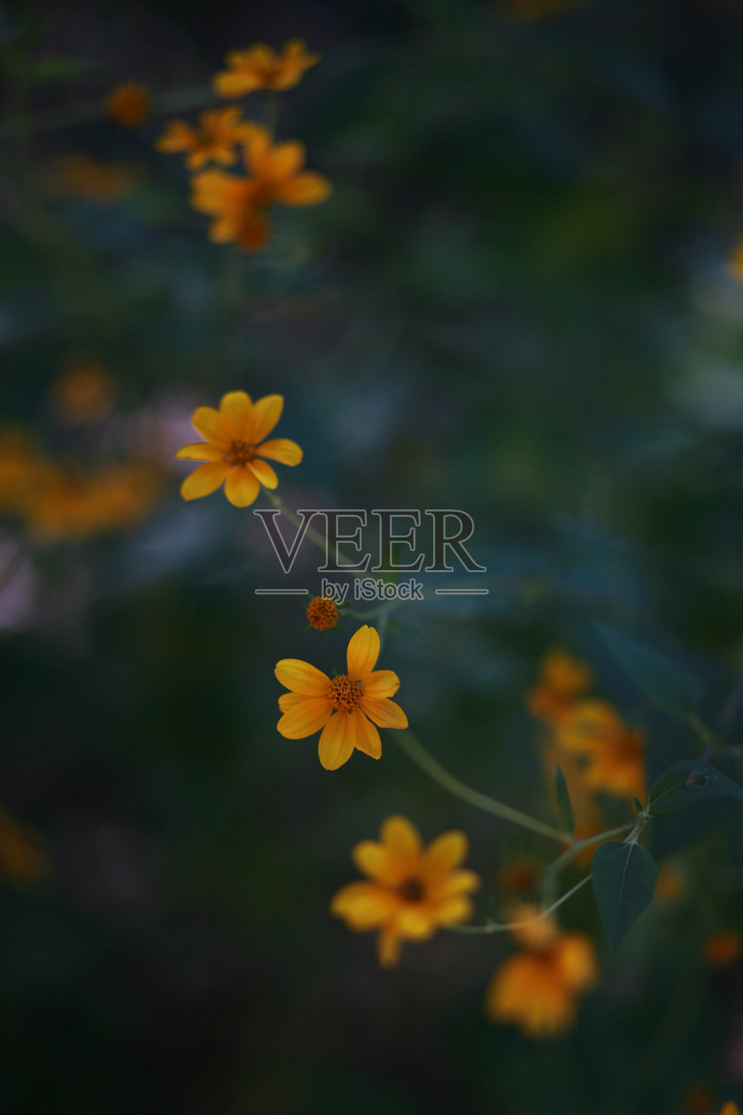 黄色的花照片摄影图片