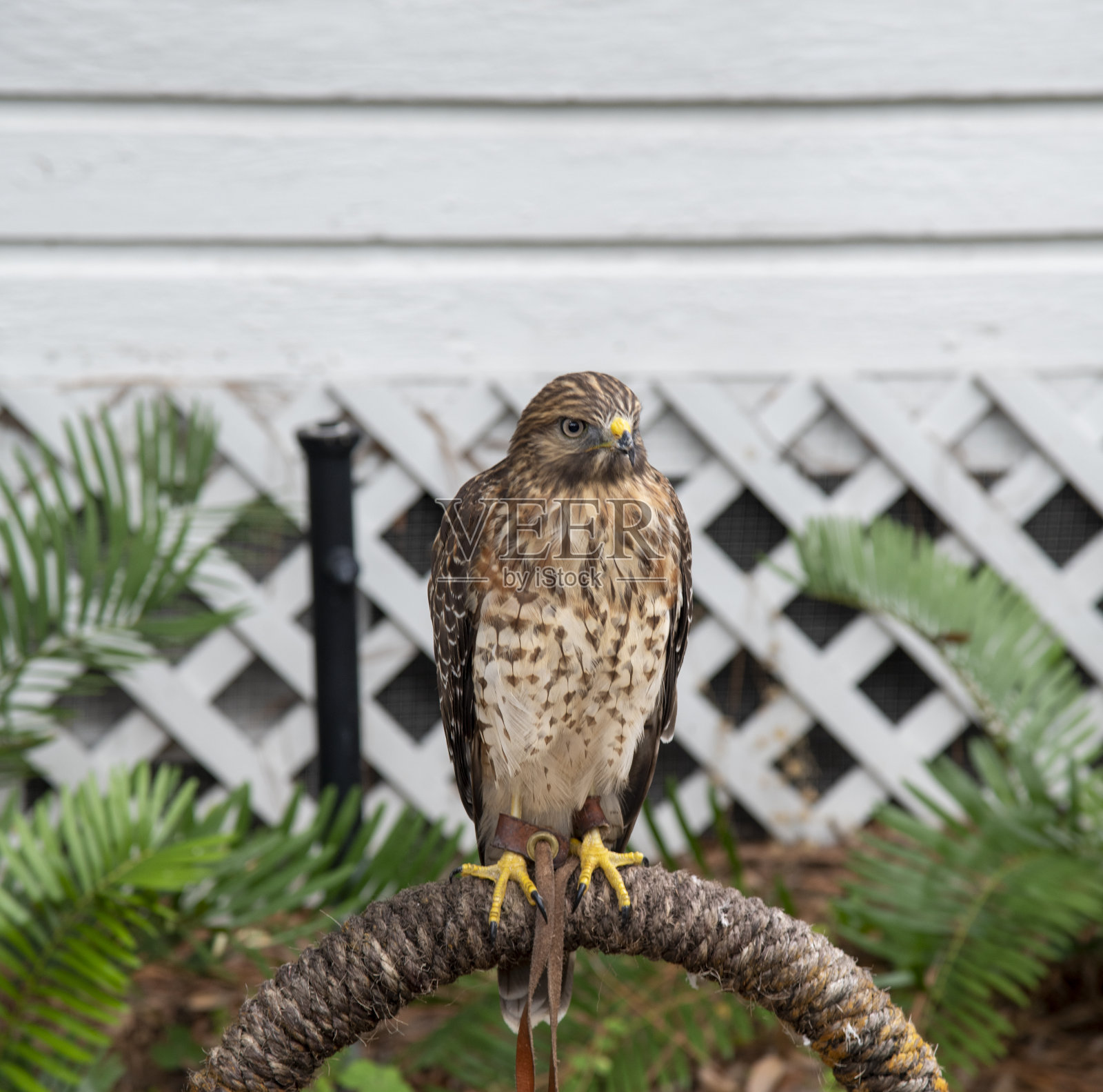 猛禽照片摄影图片