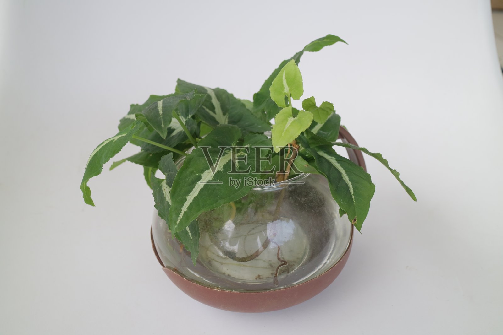 小绿色室内盆栽茶壶照片照片摄影图片