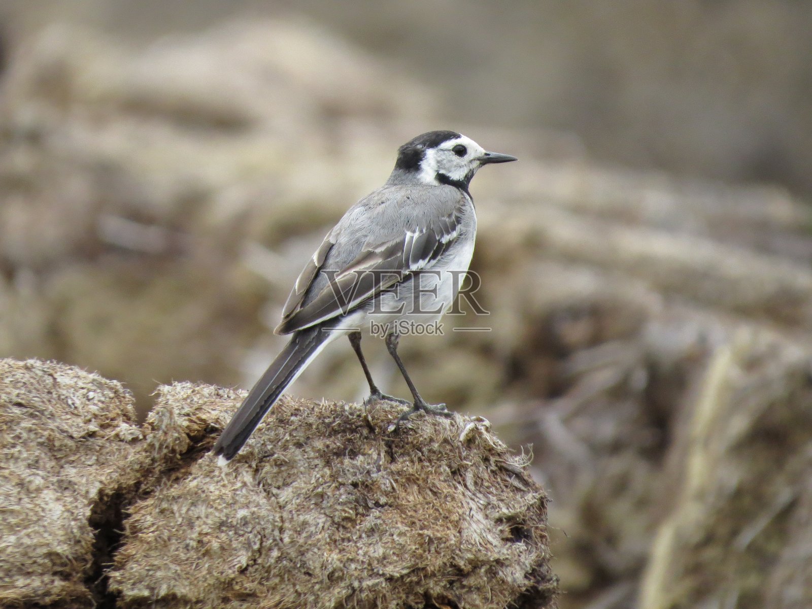 大自然中一只鸟的照片照片摄影图片