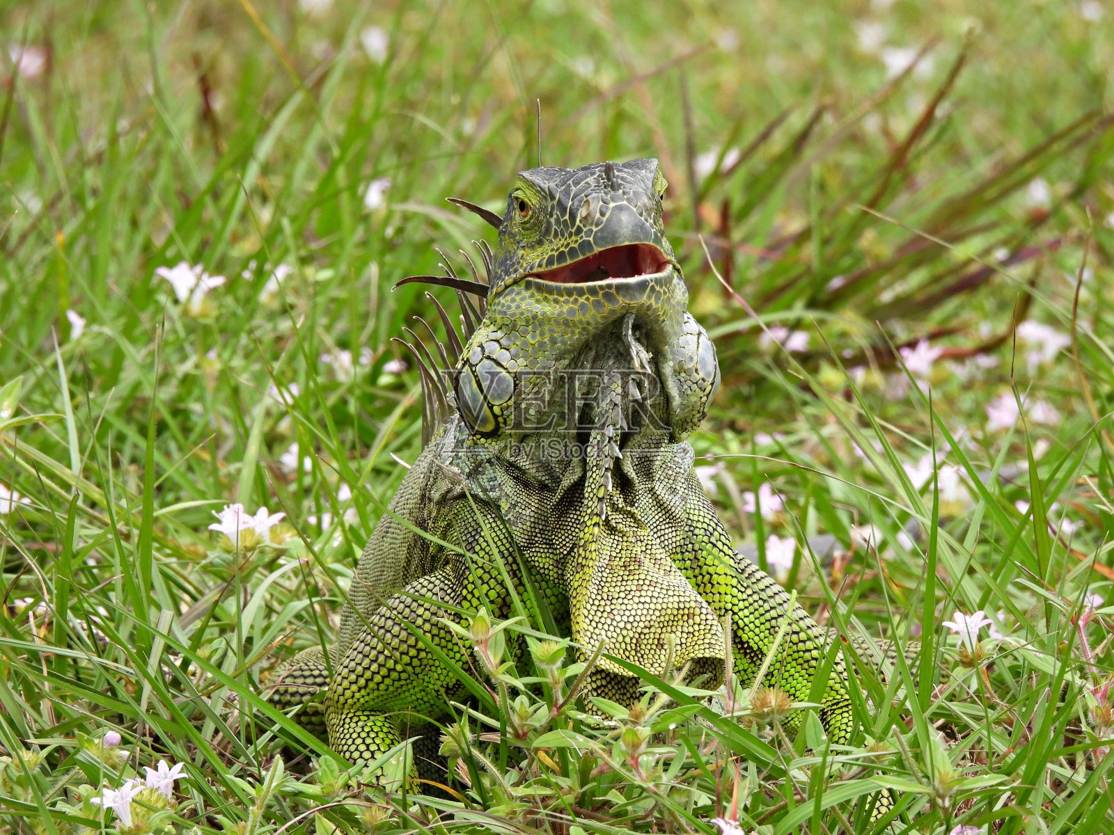 绿色的鬣蜥(鬣蜥)嘴张着照片摄影图片
