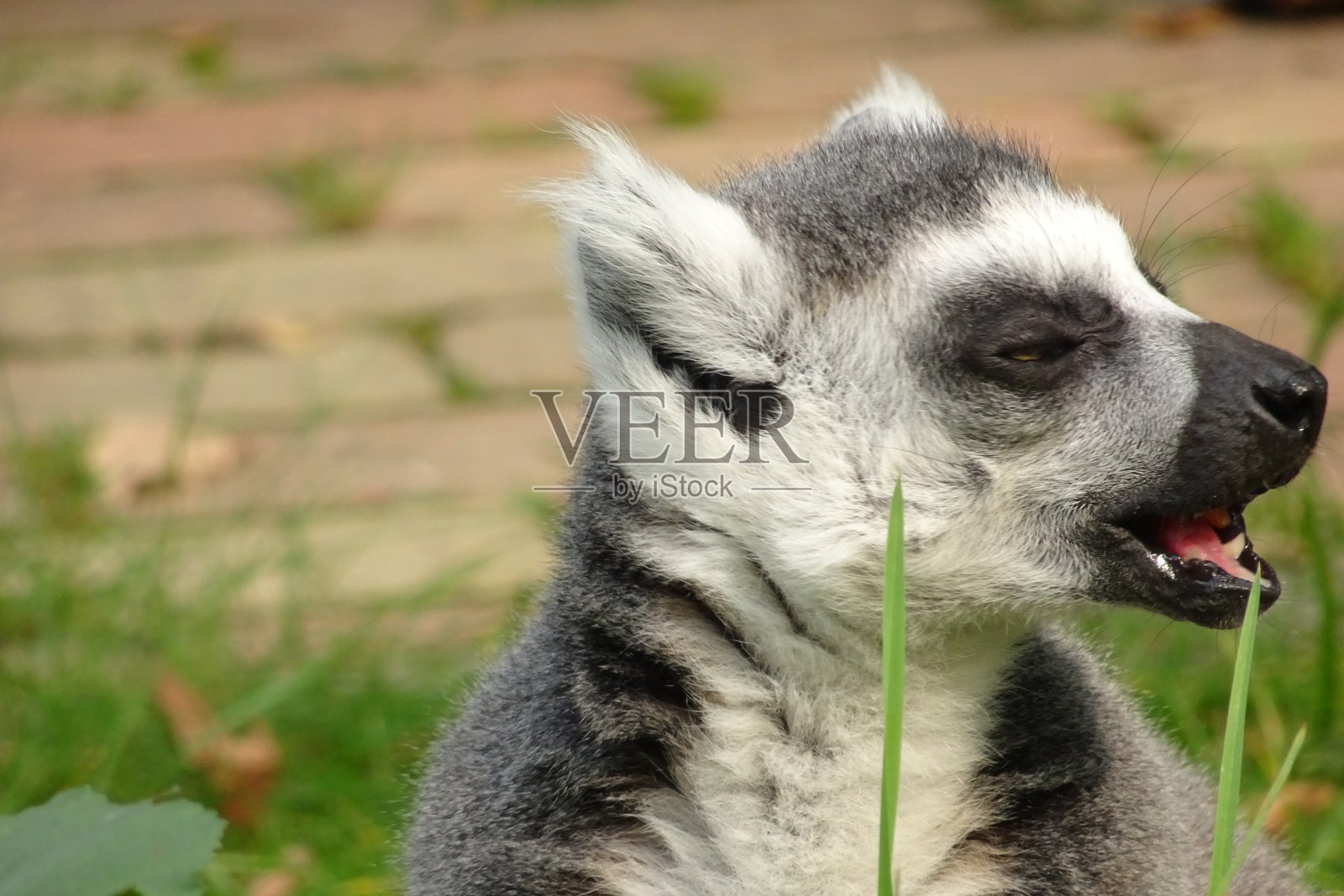 年轻可爱的快乐狐猴照片摄影图片