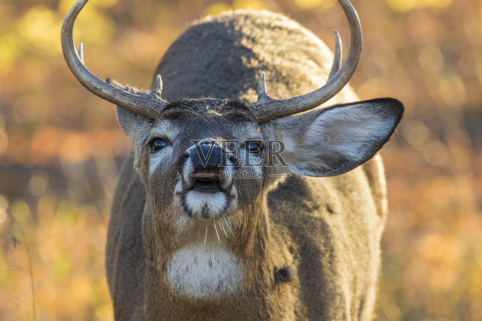 白色跟踪鹿照片摄影图片