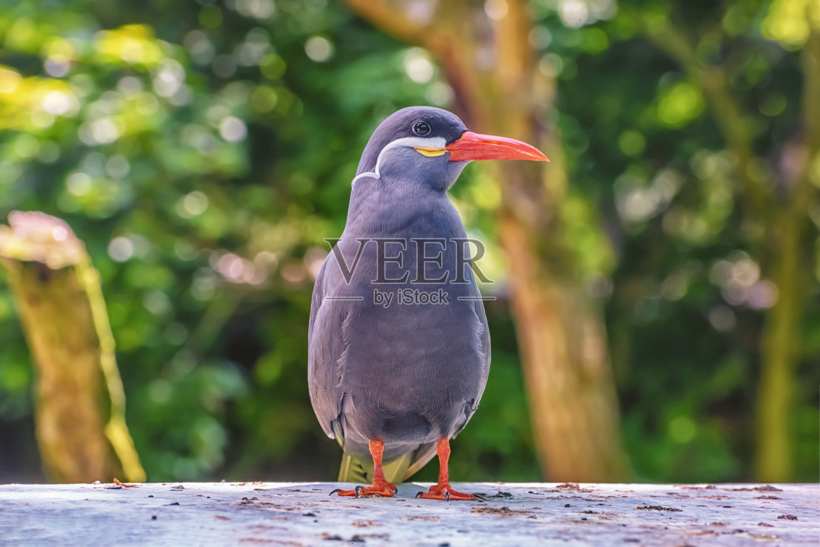 身体深灰色的印加燕鸥,头部两侧有白色胡须照片摄影图片