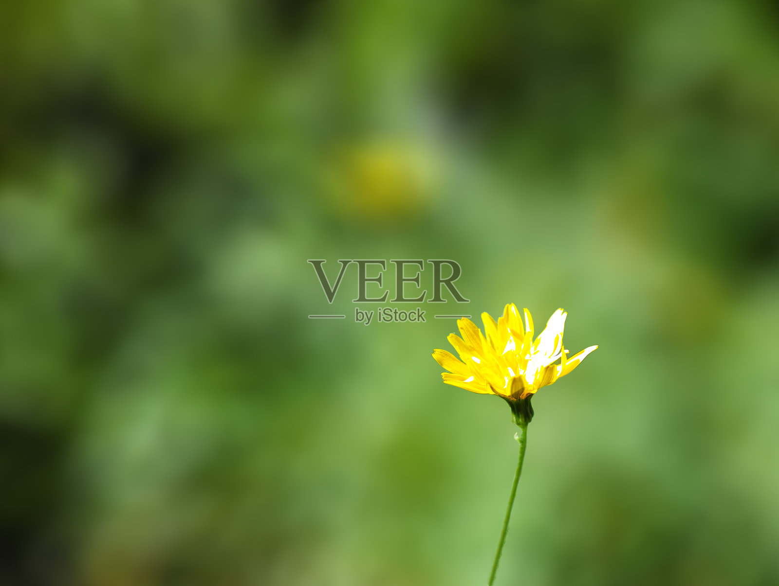 蒲公英的花照片摄影图片