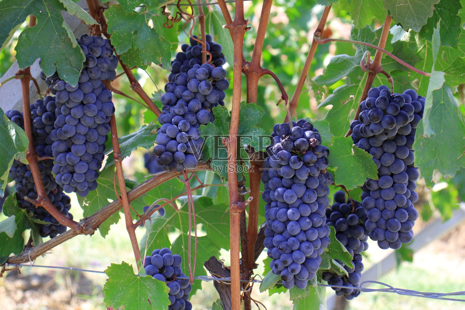 收获,甜葡萄,巴罗洛的土地,初秋照片摄影图片