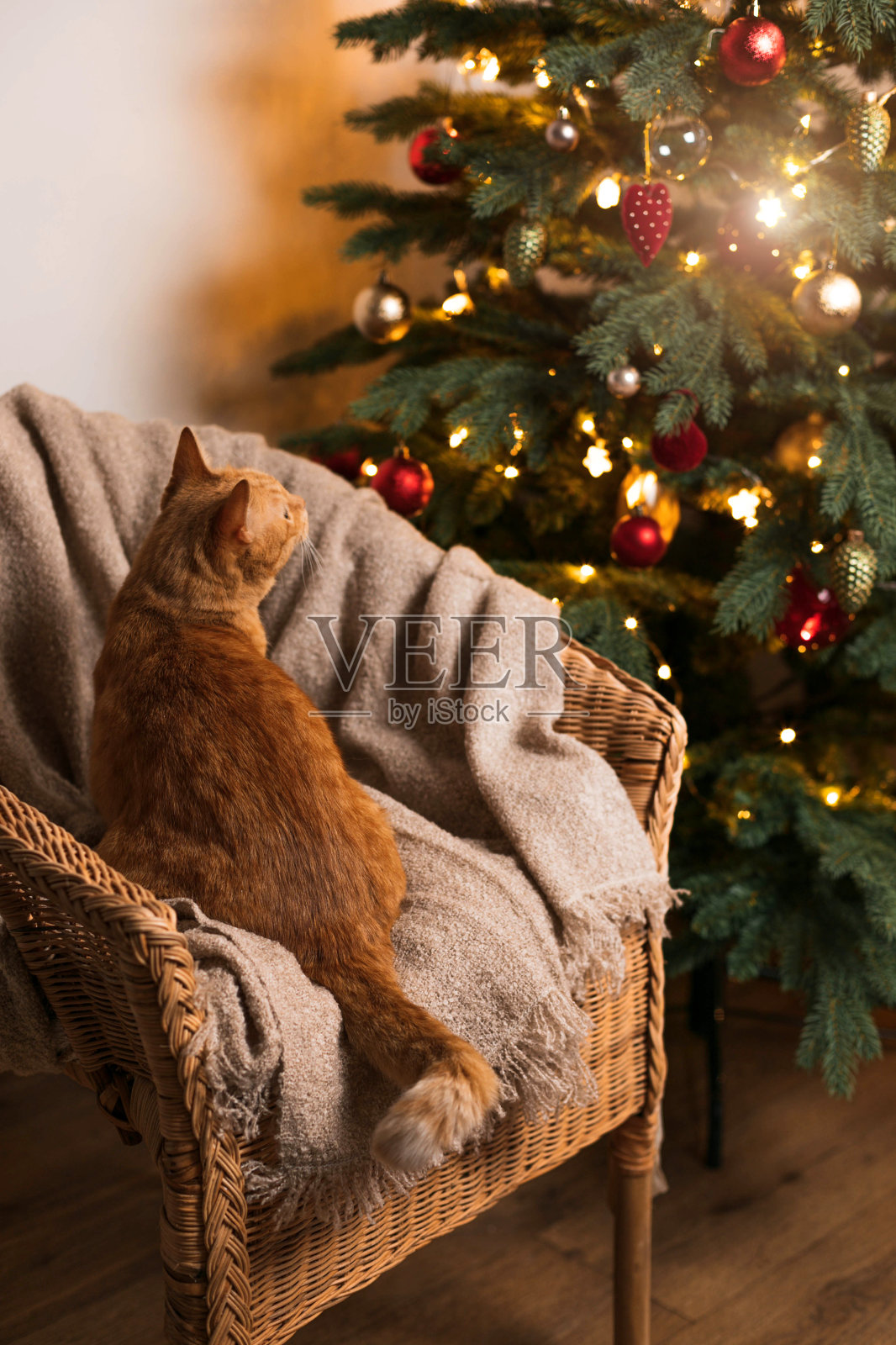 可爱的姜猫坐在木椅上看着圣诞树照片摄影图片