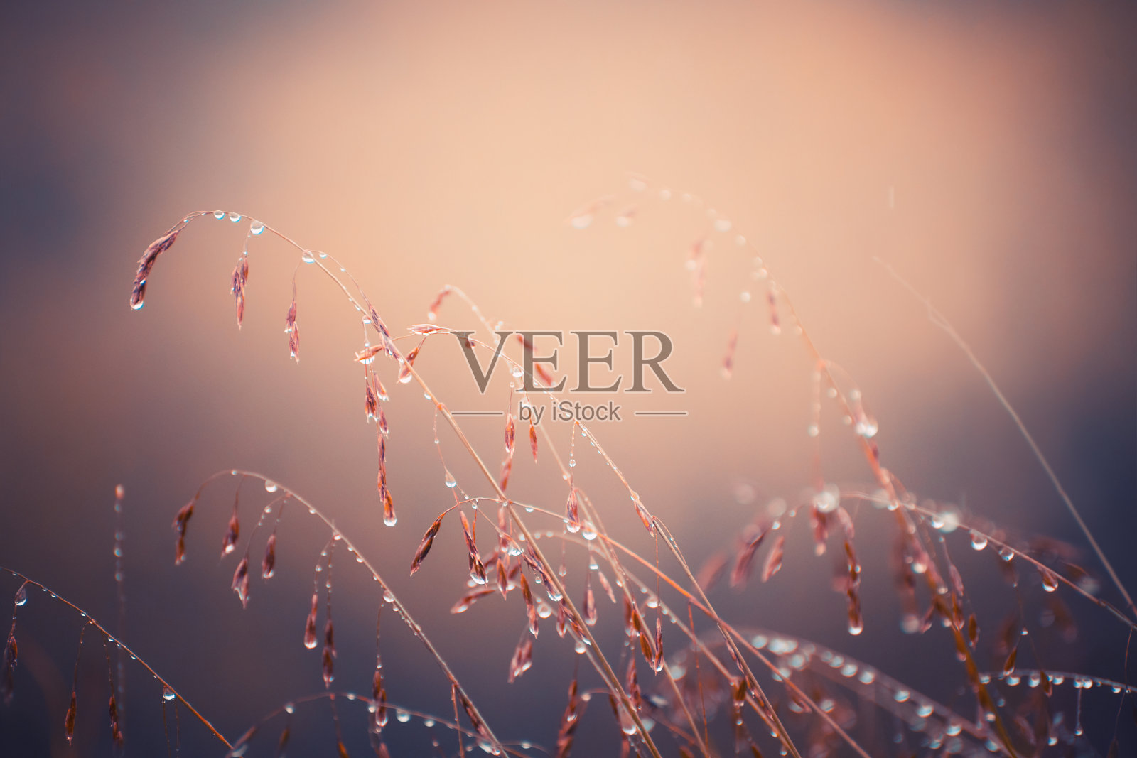 雨中的秋草在森林草地上。照片摄影图片