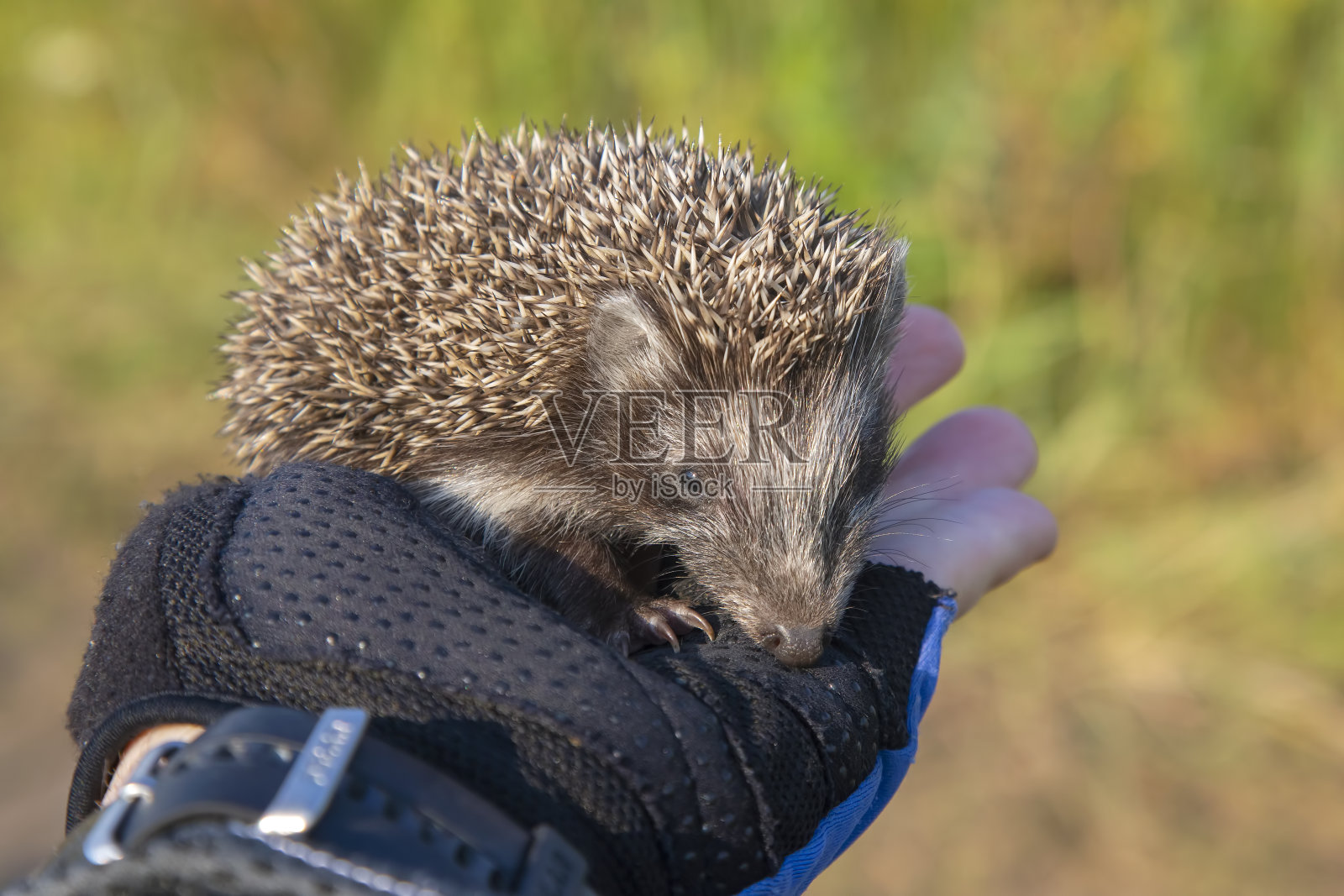 小刺猬坐在人的手上照片摄影图片