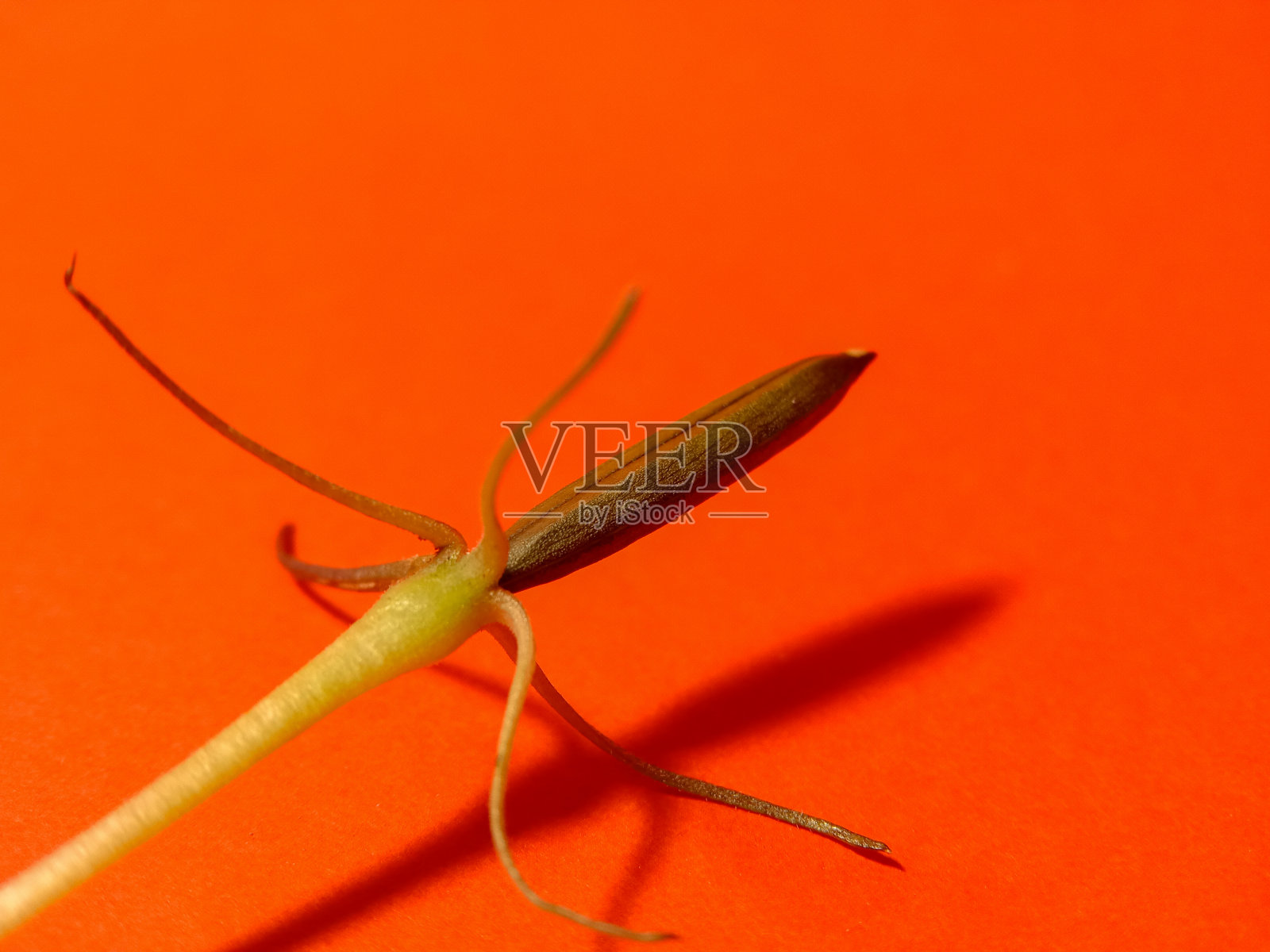 在红色背景上的块茎露ellia种子照片摄影图片