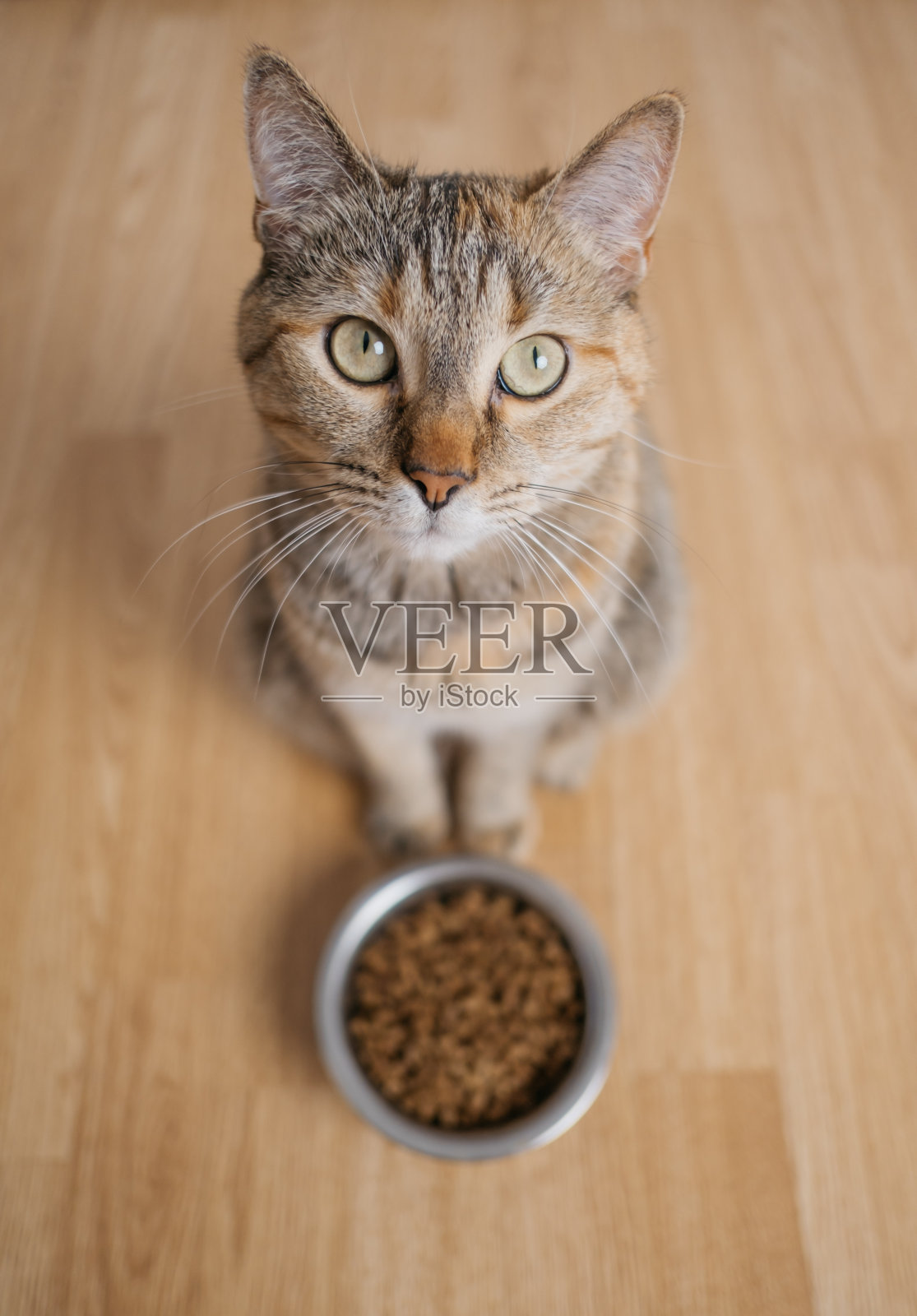 一只猫坐在碗旁边的特写。照片摄影图片