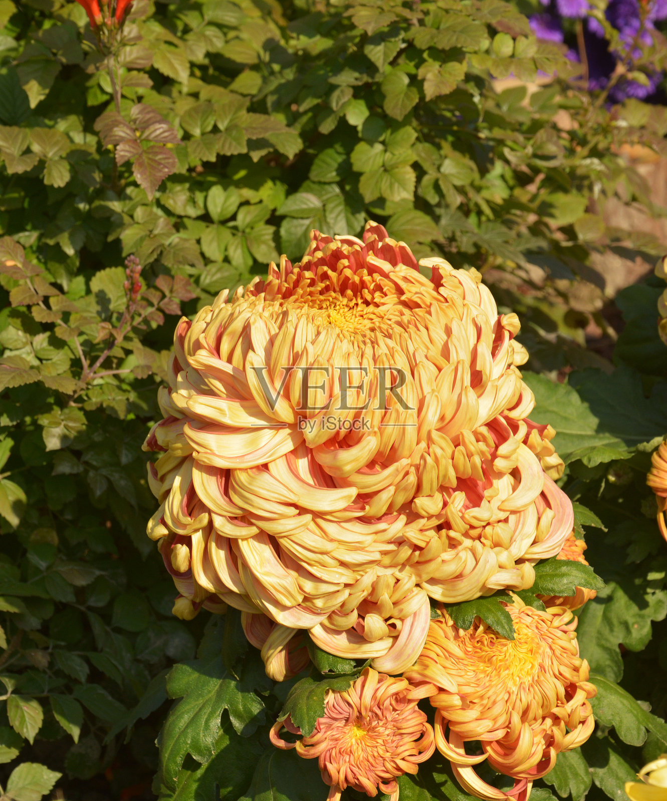 一朵孤零零的棕色大菊花开了照片摄影图片