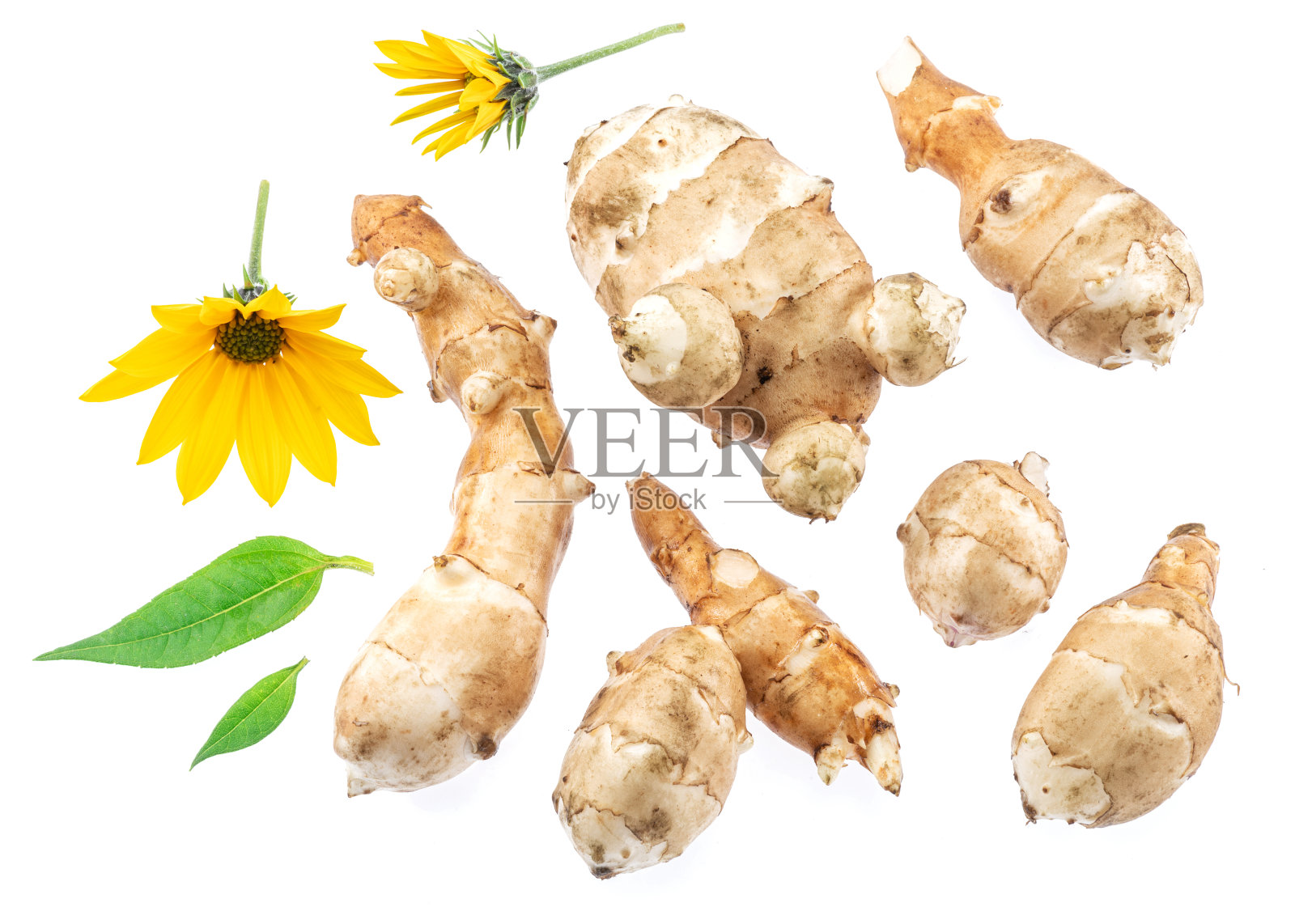 洋蓟的根与叶和花孤立在白色背景。照片摄影图片