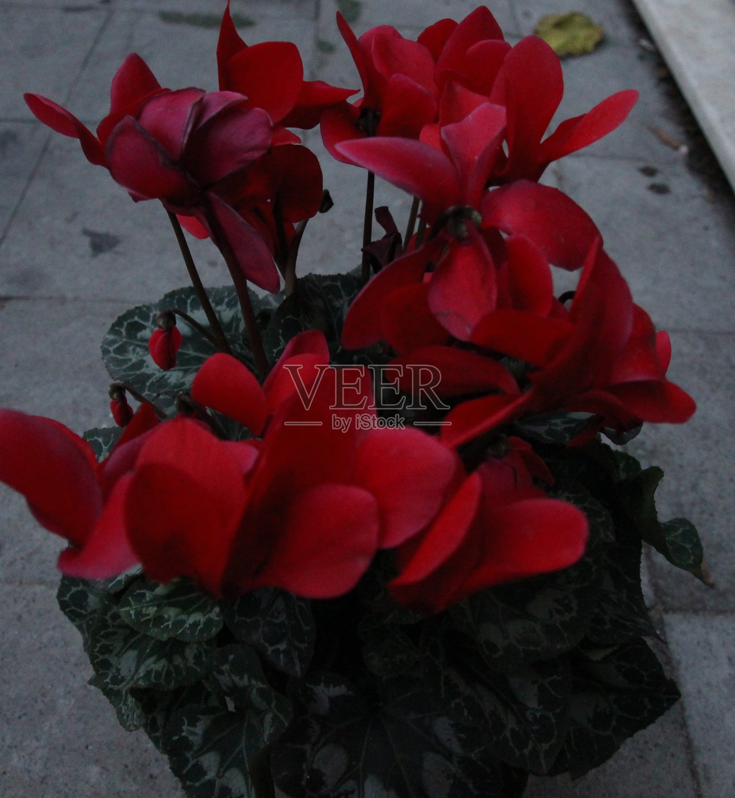 红色盆花照片摄影图片