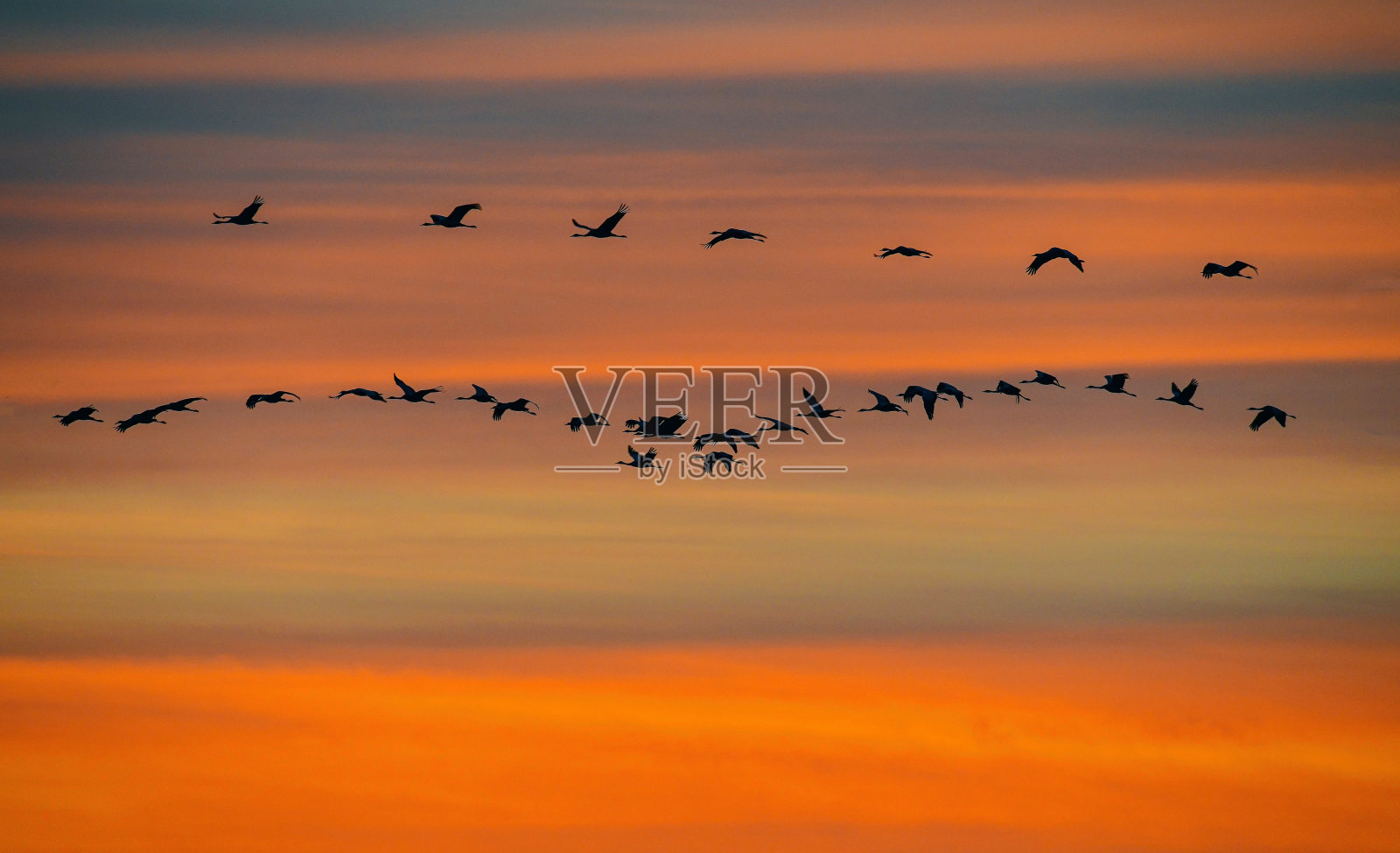 鹤鸟在天空中飞翔照片摄影图片