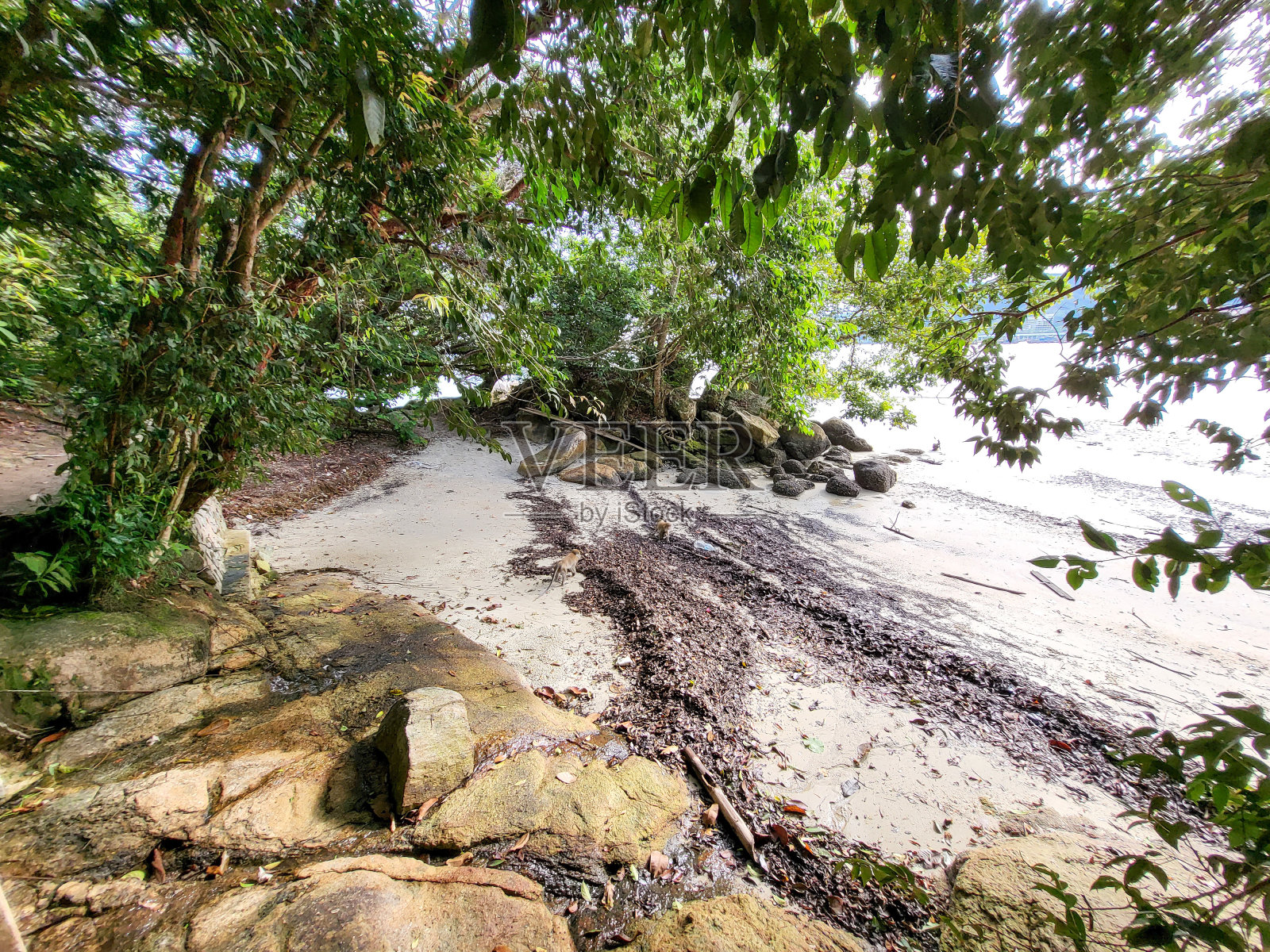 从马来西亚槟城国家公园的徒步小道上看到的海滩景色。照片摄影图片