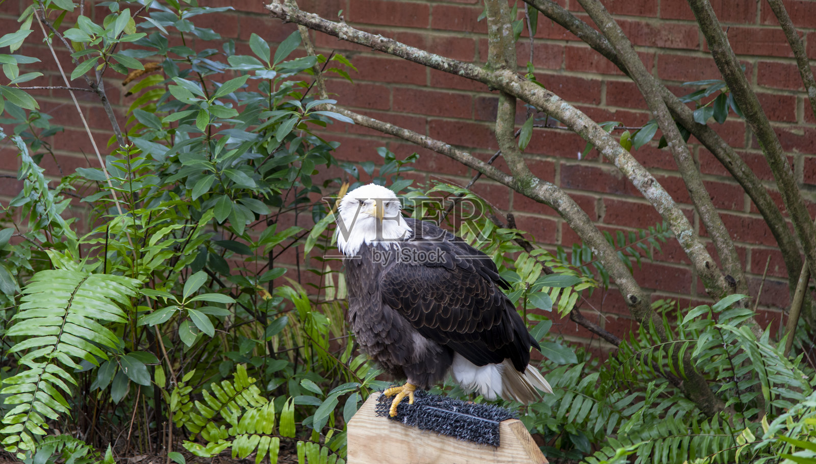 美国秃鹰照片摄影图片