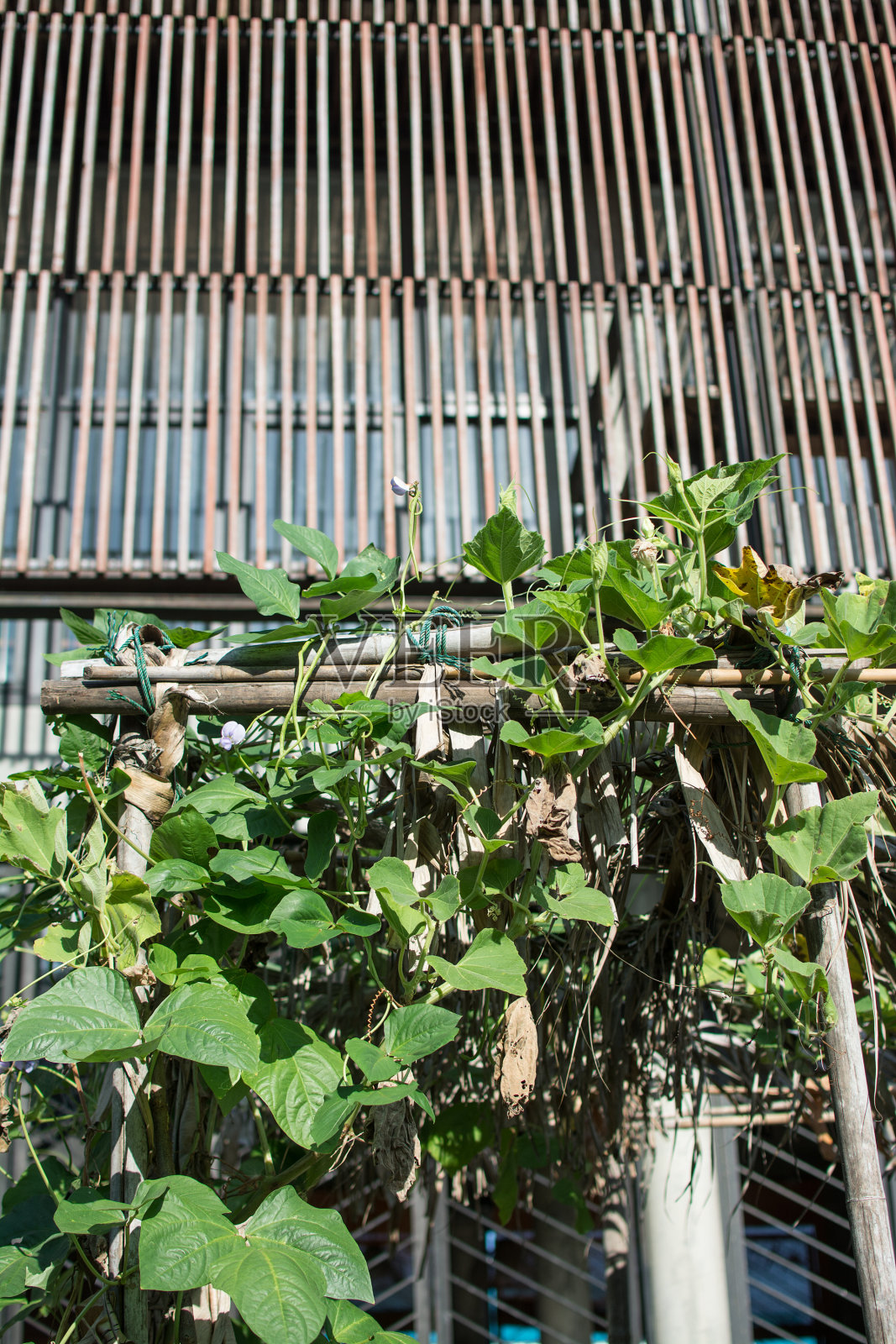 园子里有扁豆虫照片摄影图片