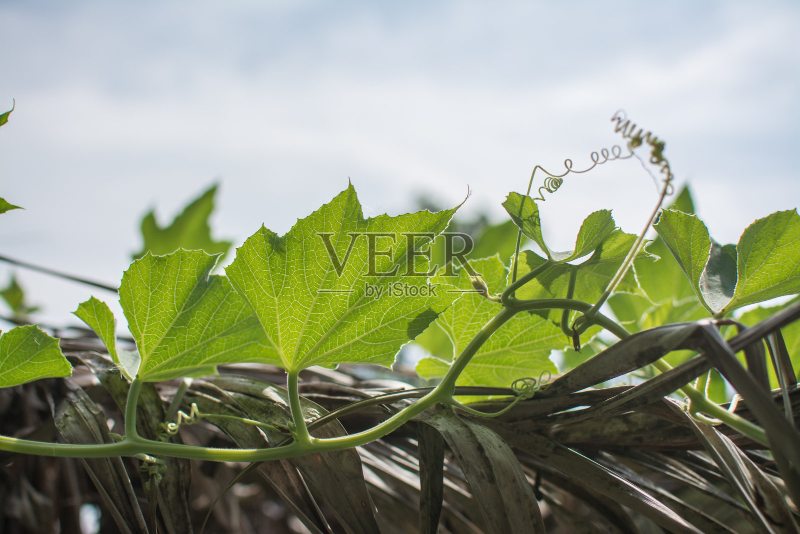 葫芦植物与蓝天在花园里照片摄影图片