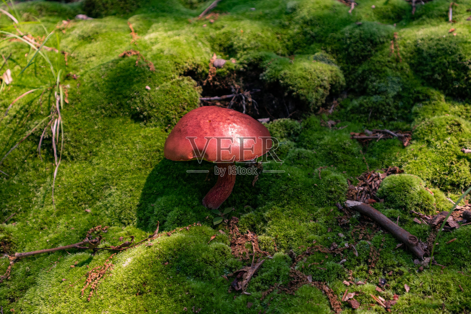 美丽的红蘑菇与苔藓地面在哈德逊高地国家公园在寒冷的春天纽约照片摄影图片