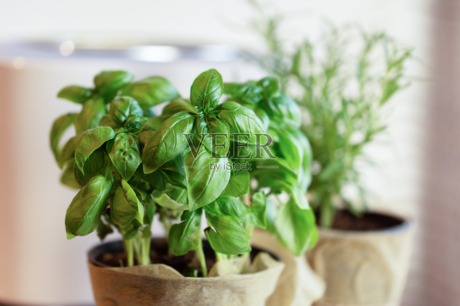 家中厨房窗台上的盆里种罗勒照片摄影图片