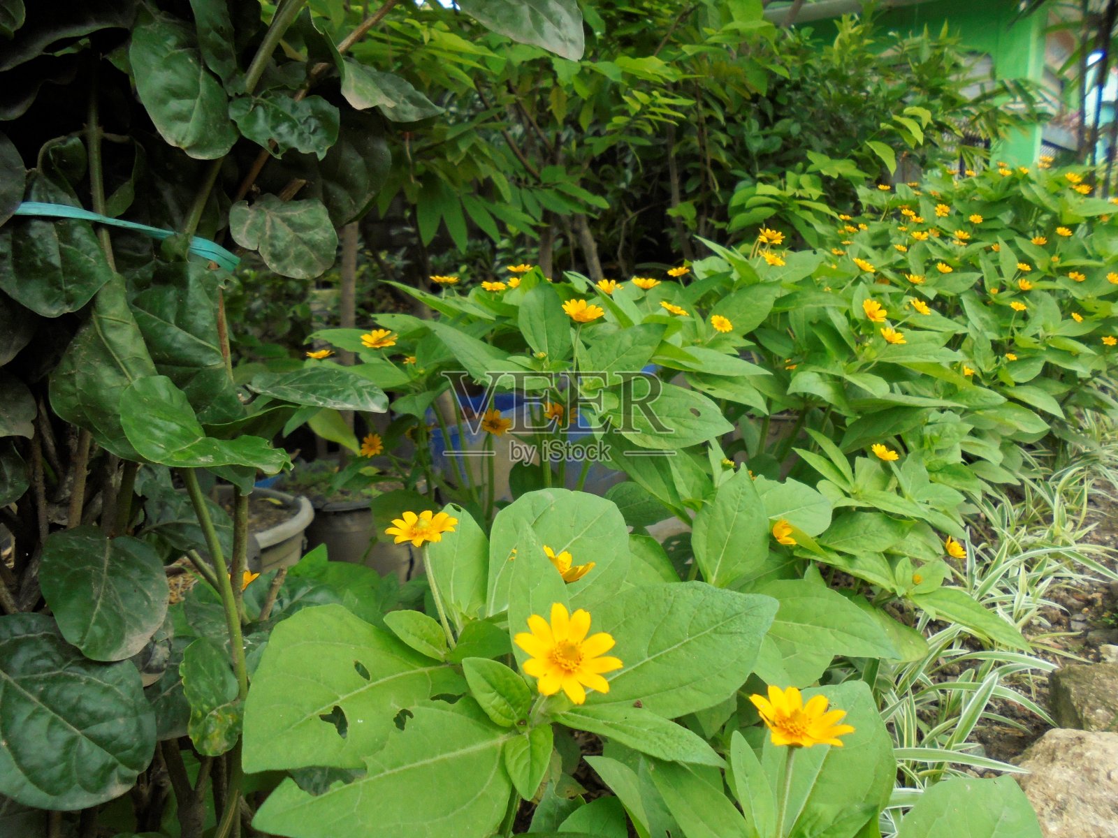 装饰植物照片摄影图片