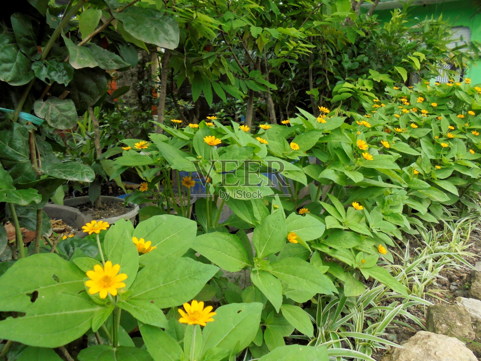 装饰植物照片摄影图片
