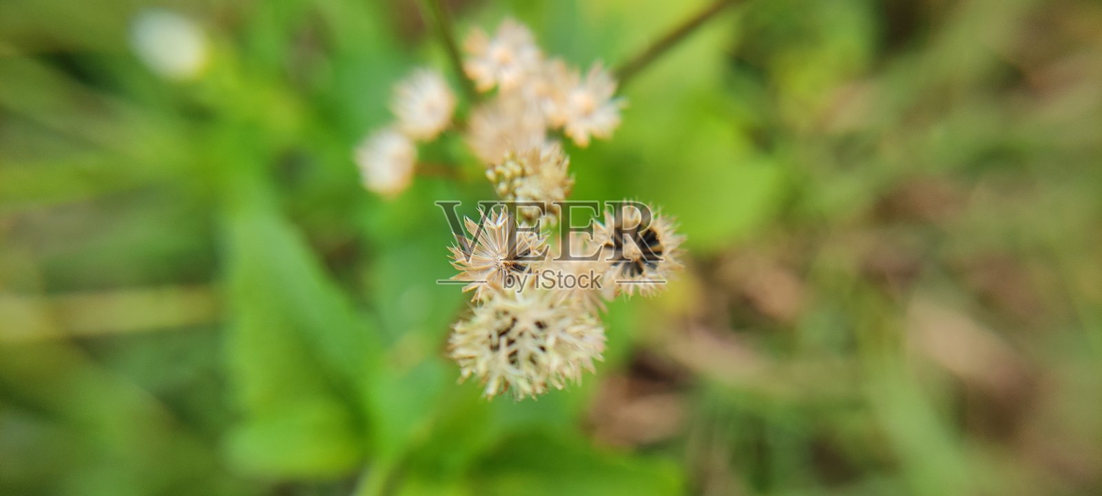 自然的绿色植物和美丽的花卉微距摄影景观背景图像照片摄影图片