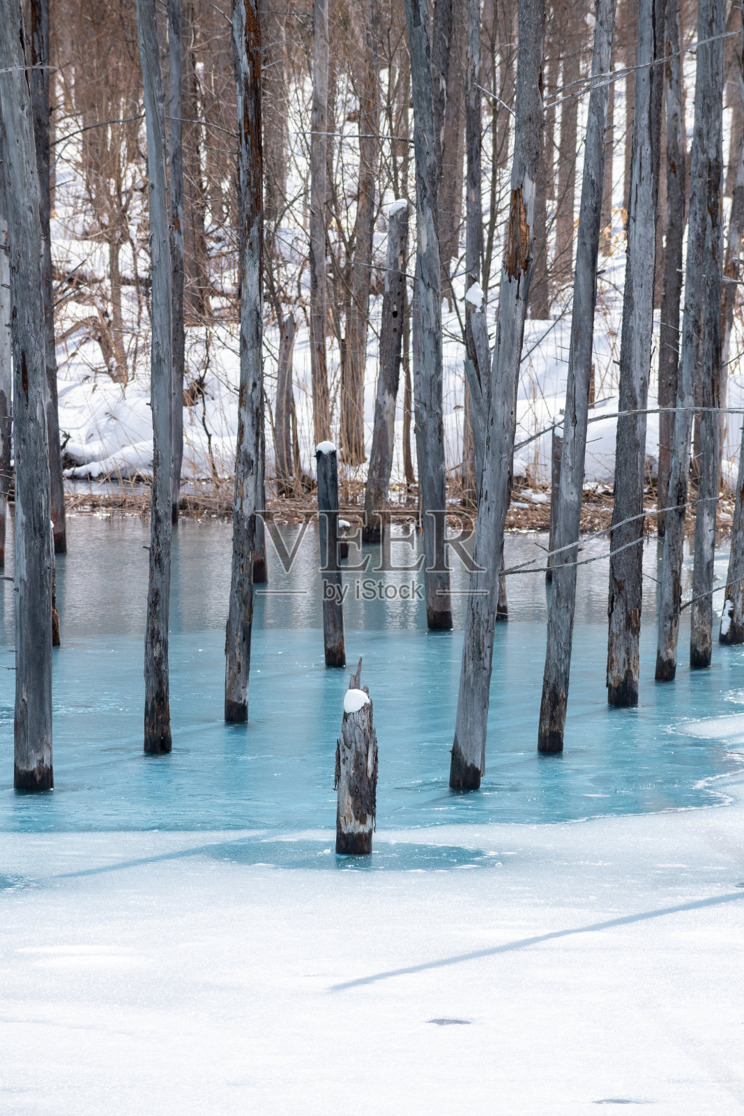 蓝色的池塘,那里的冰在春天开始融化照片摄影图片