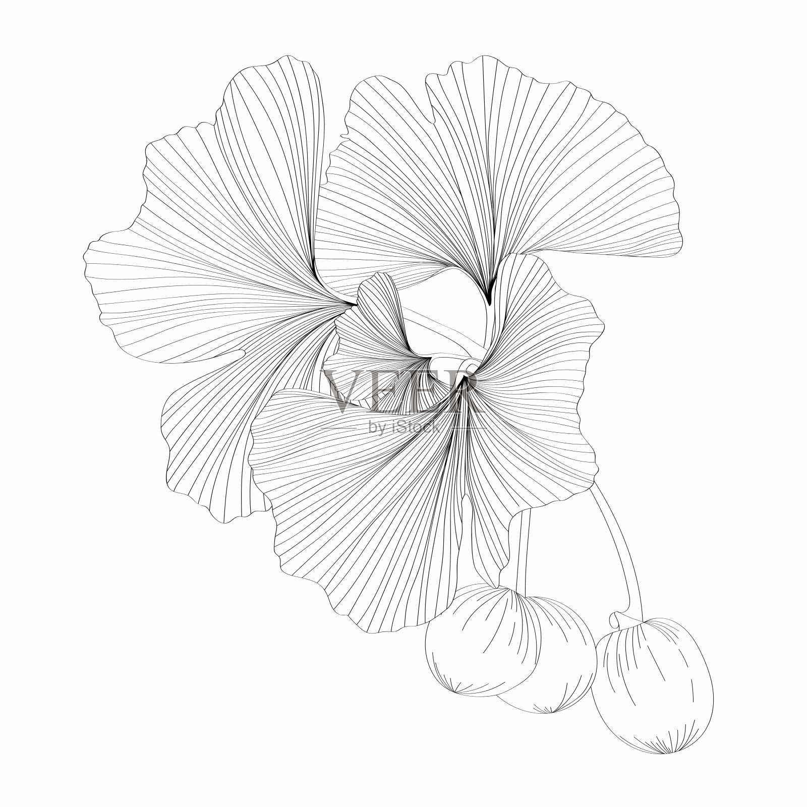 银杏或银杏叶线分枝有叶子和浆果。自然植物金色插图,装饰金属图形隔离在白色。插画图片素材