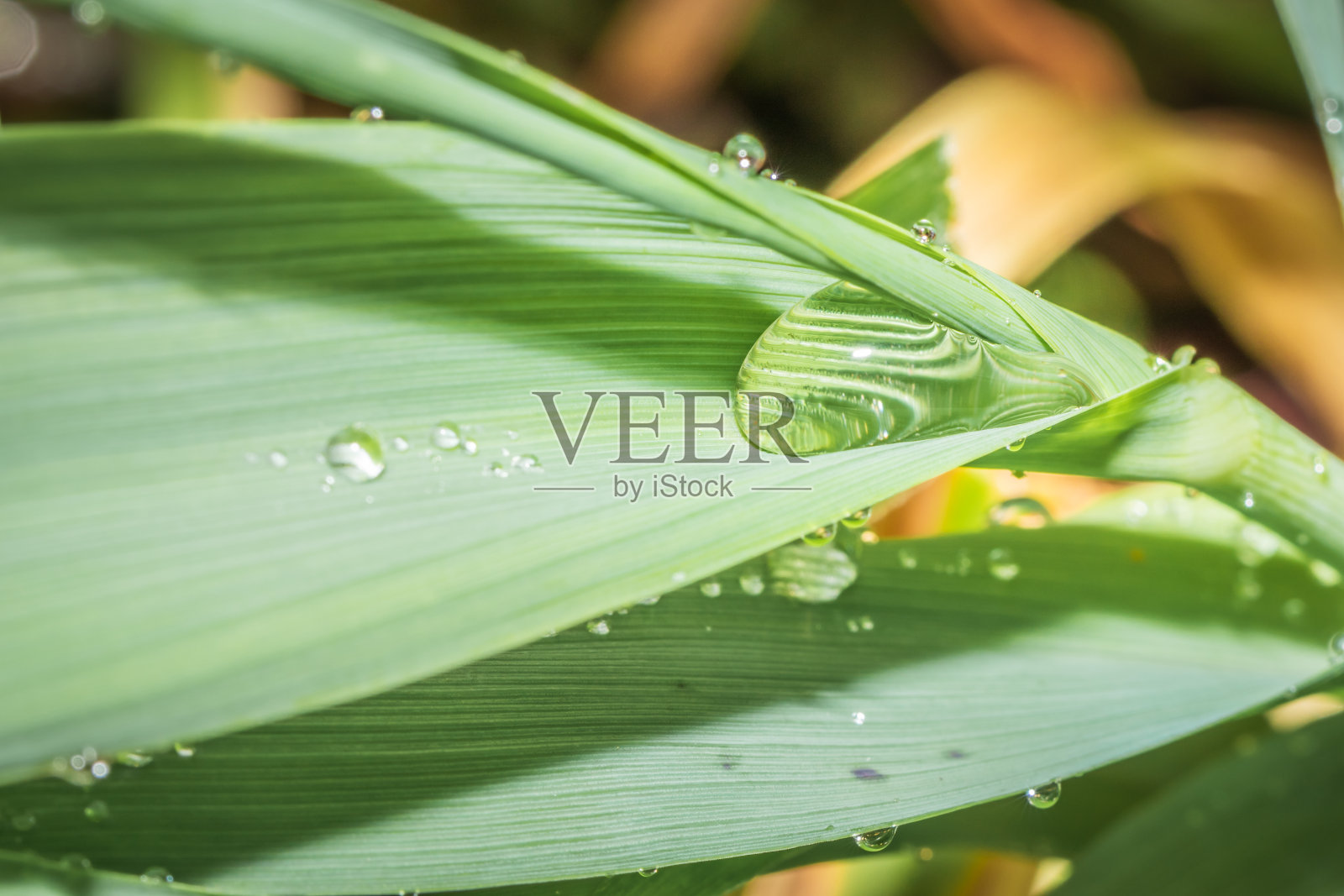南非开普敦,清晨,雨滴落在绿色的长草叶上照片摄影图片