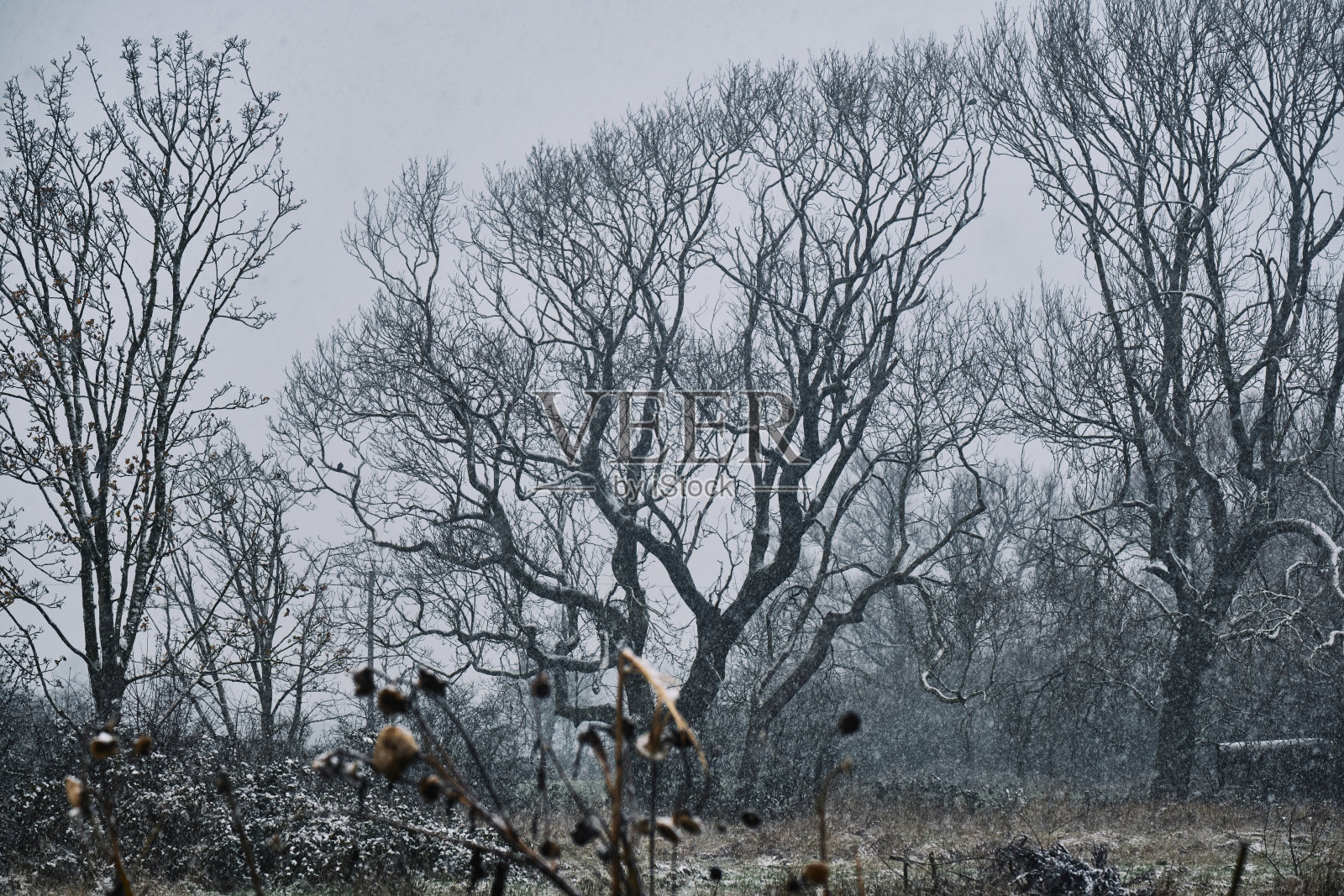 冬天的乡村田野上飘落的雪花,背景是光秃秃的成熟树木,前景是枯死的向日葵。照片摄影图片