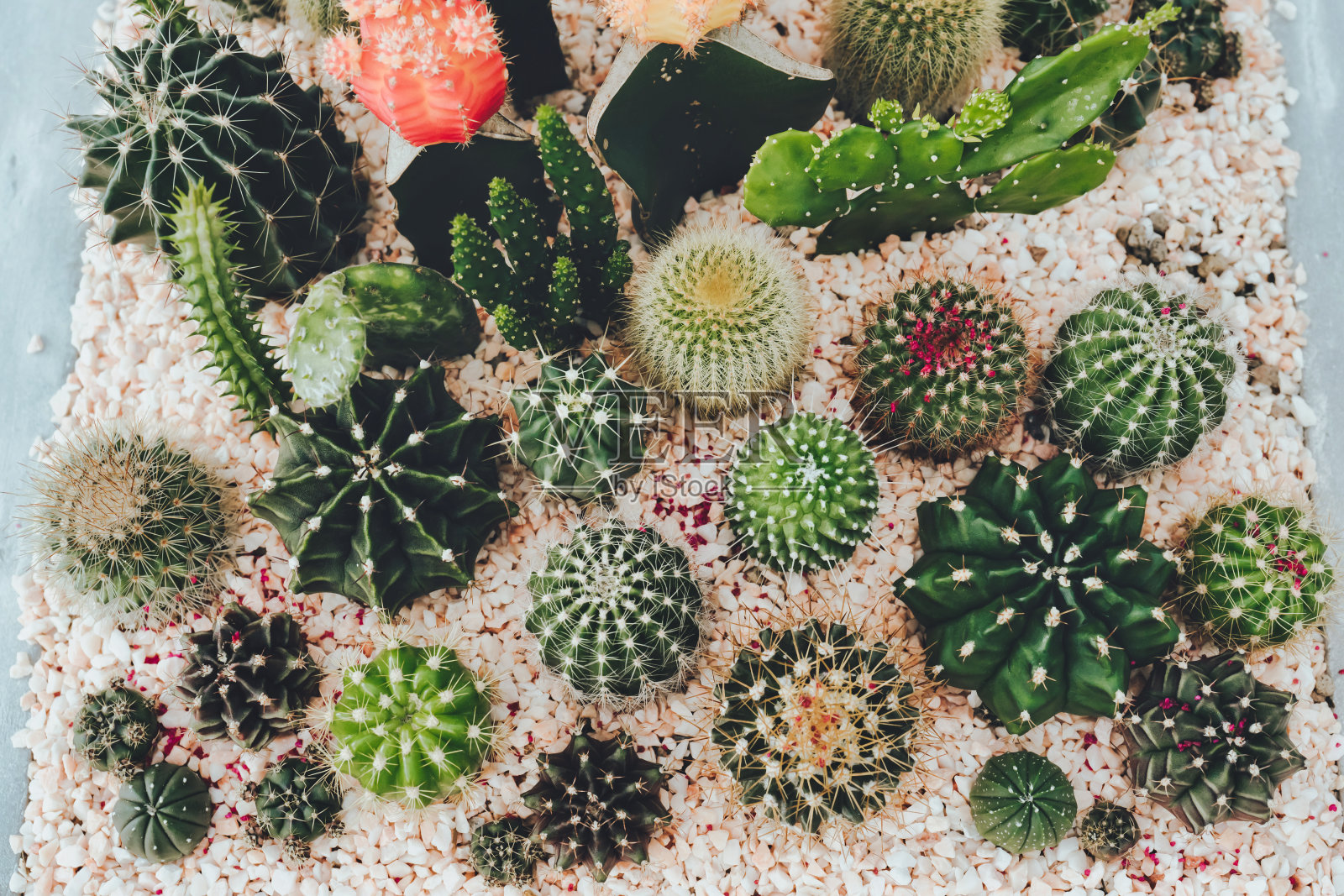 仙人掌在锅里。照片摄影图片