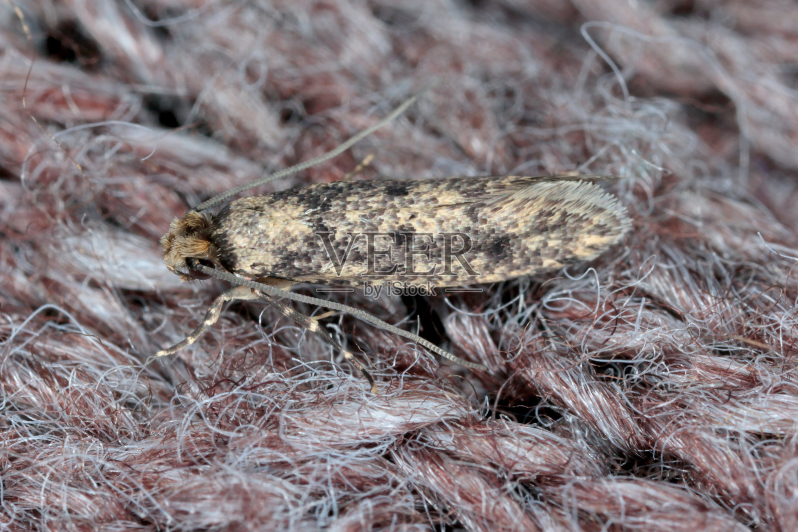 褐点衣蛾是一种蜈蚣蛾。它属于真菌蛾科。常见的房子蛾。照片摄影图片