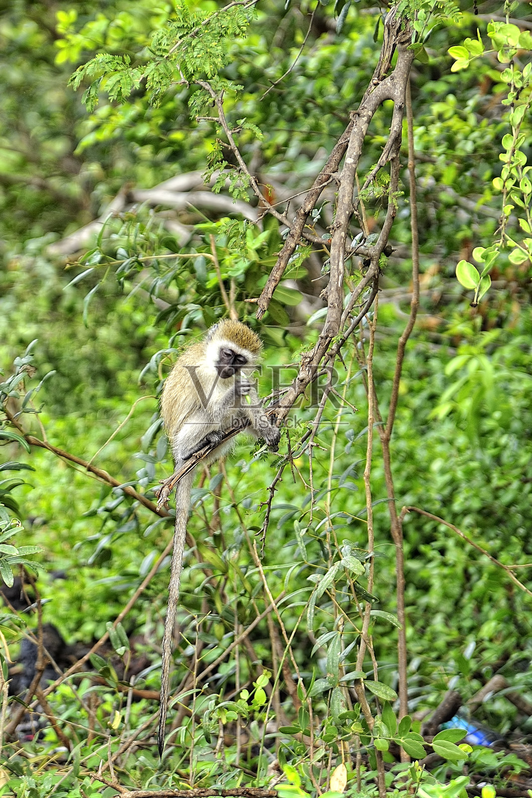 树叶里有一只小猴子照片摄影图片