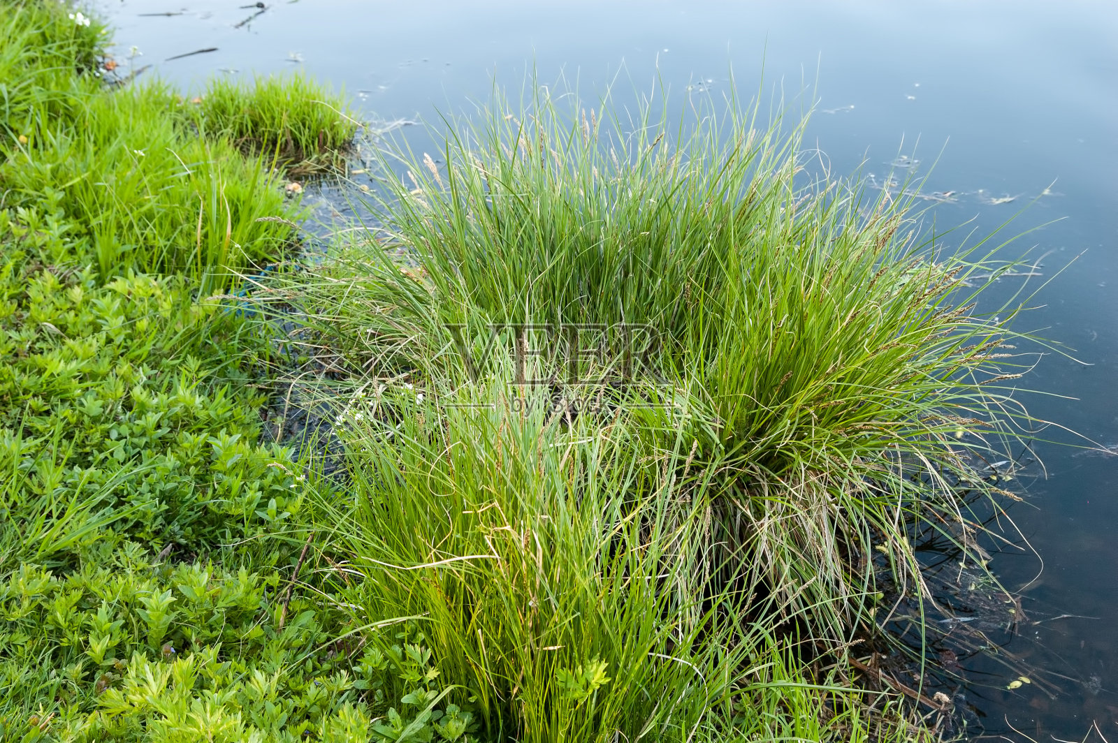 绿草如茵,碧水浑浊照片摄影图片