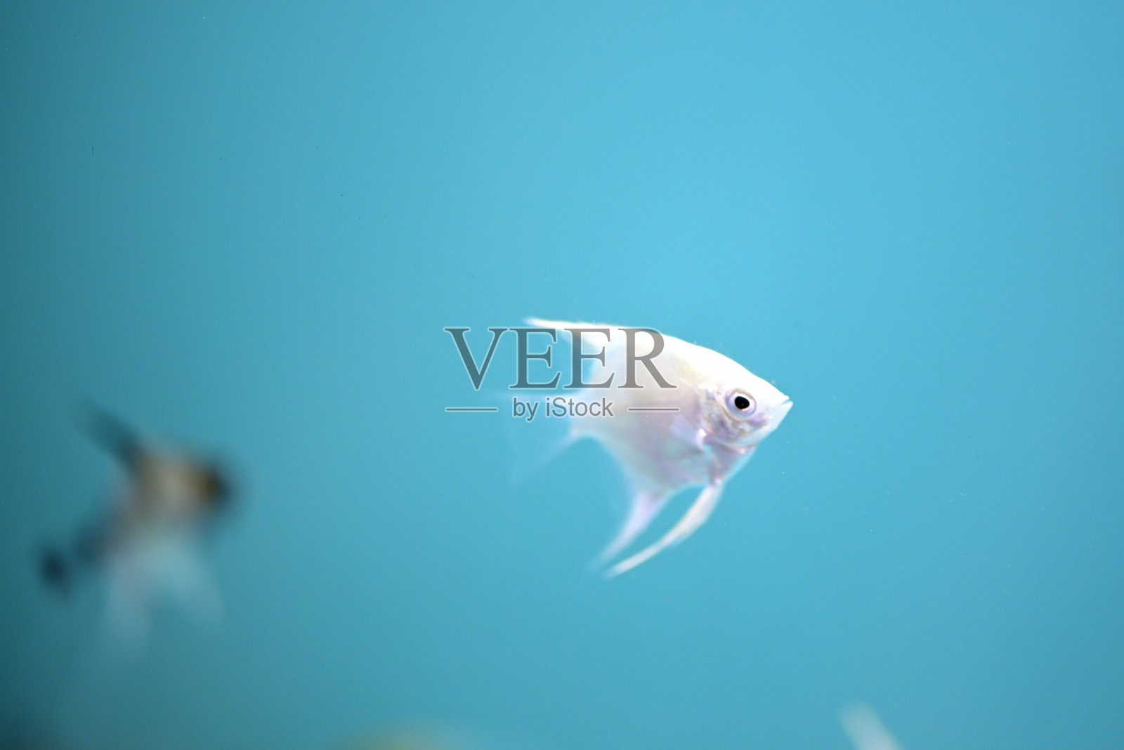 银色的鱼照片摄影图片