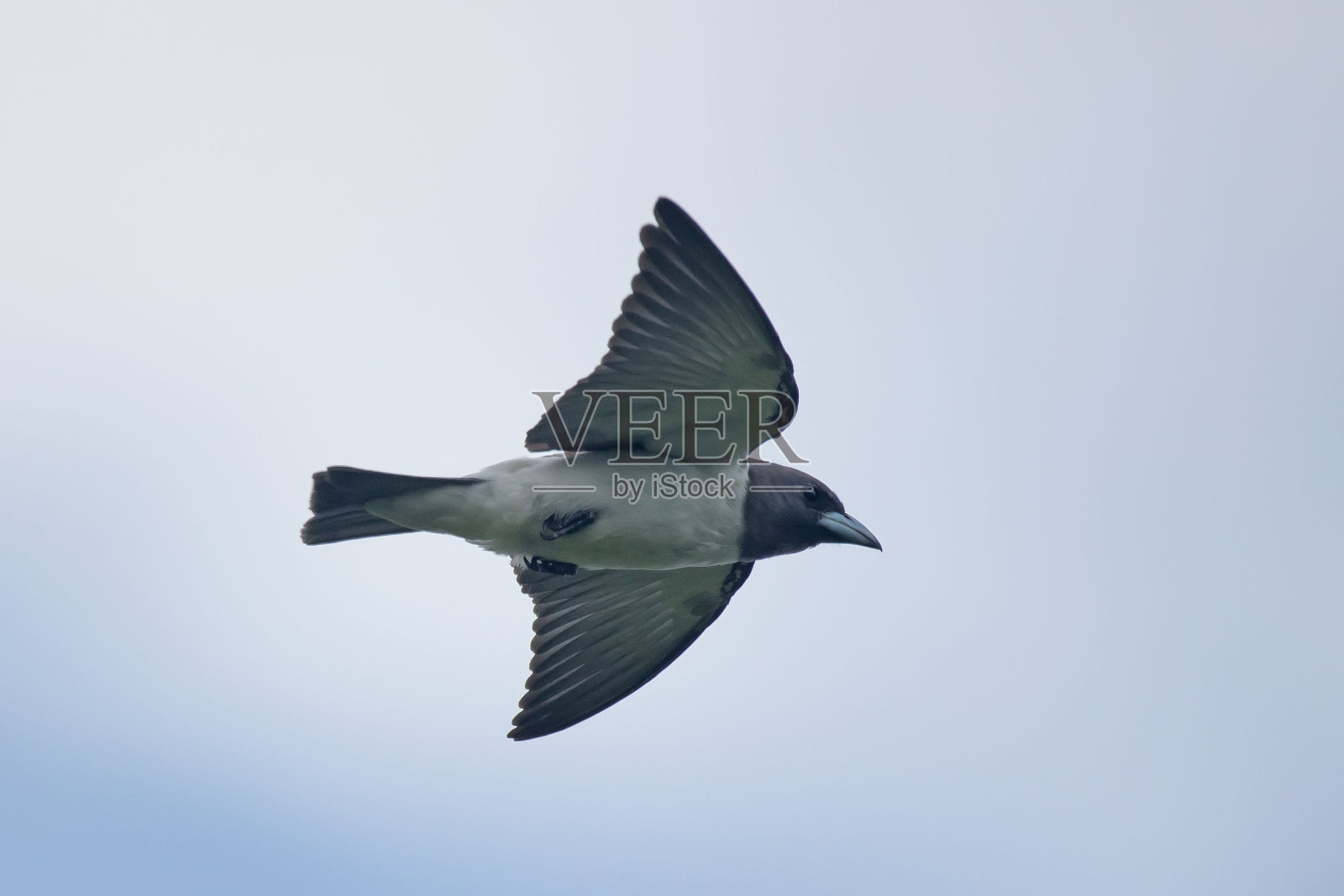 白胸木燕子在强风中飞行冲浪照片摄影图片