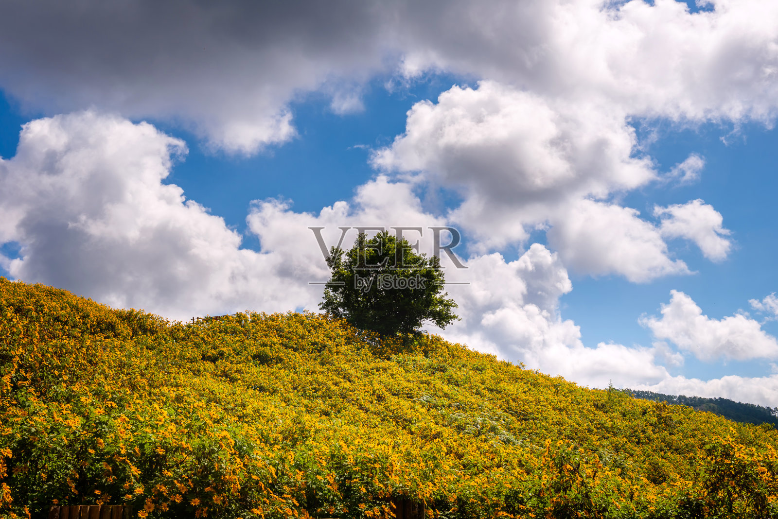 美丽的泰国地标照片摄影图片