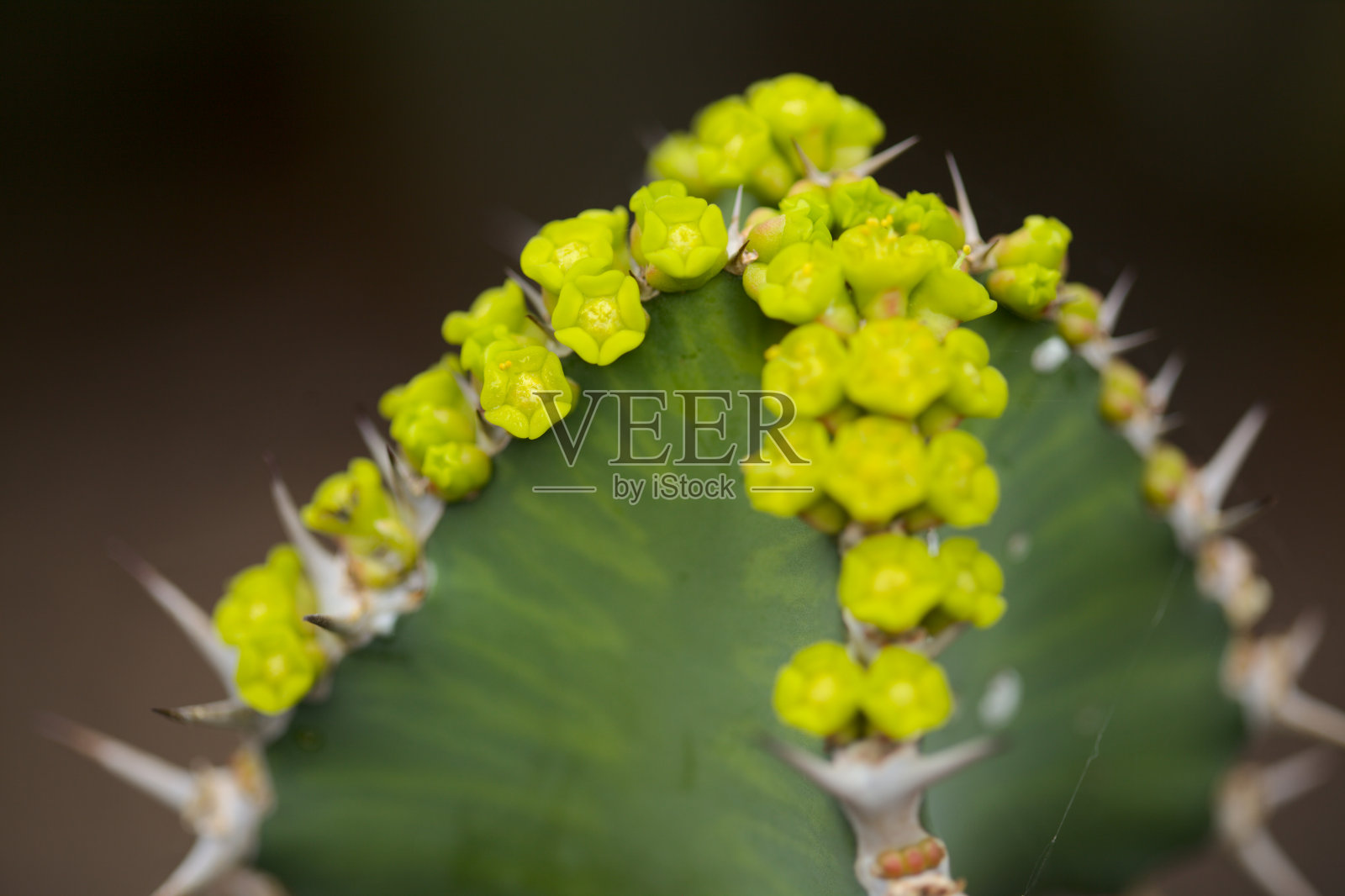 大戟属植物的花朵照片摄影图片