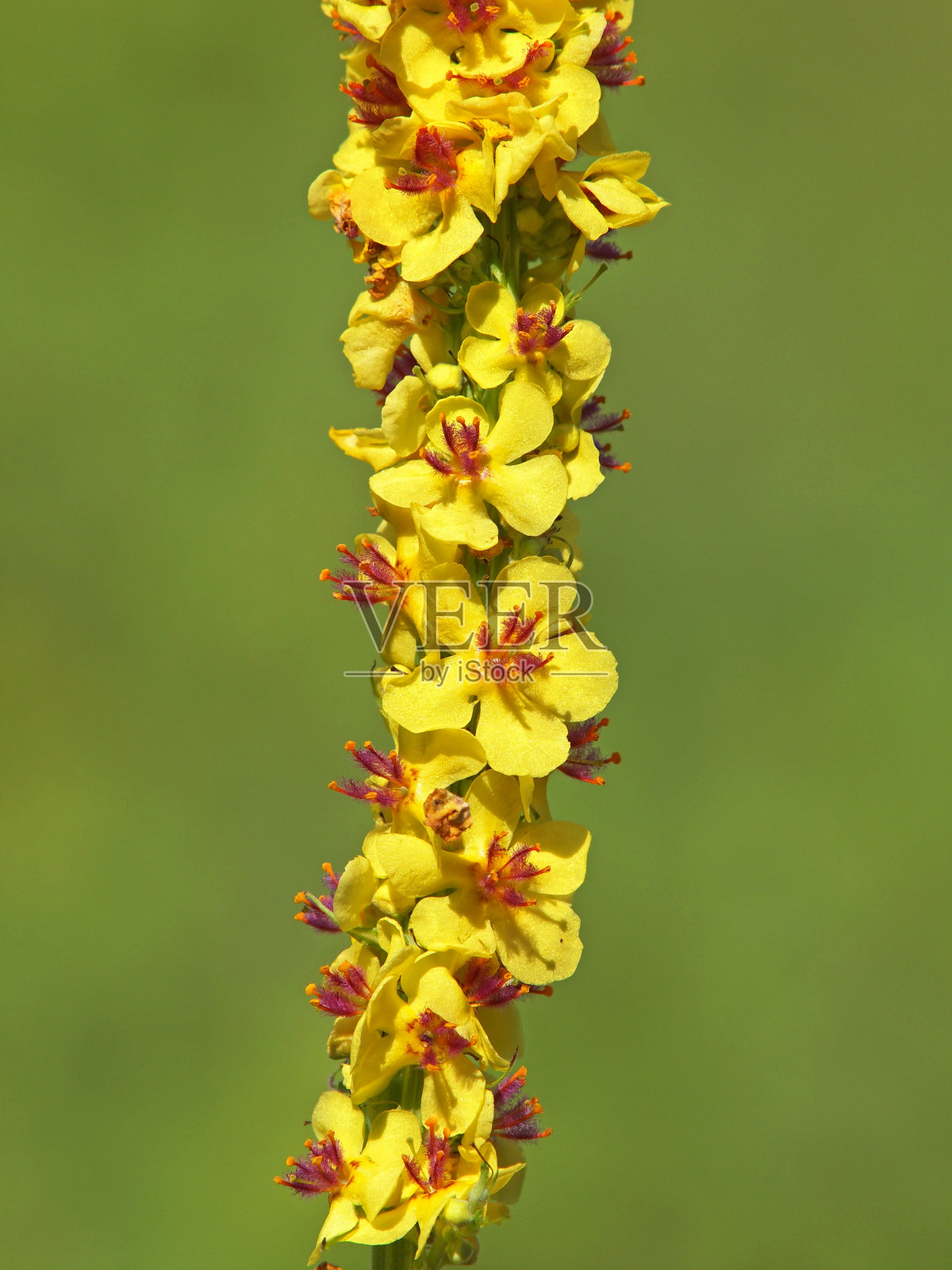 黑色毛蕊花或深色毛蕊花的黄色花,黑毛蕊花照片摄影图片
