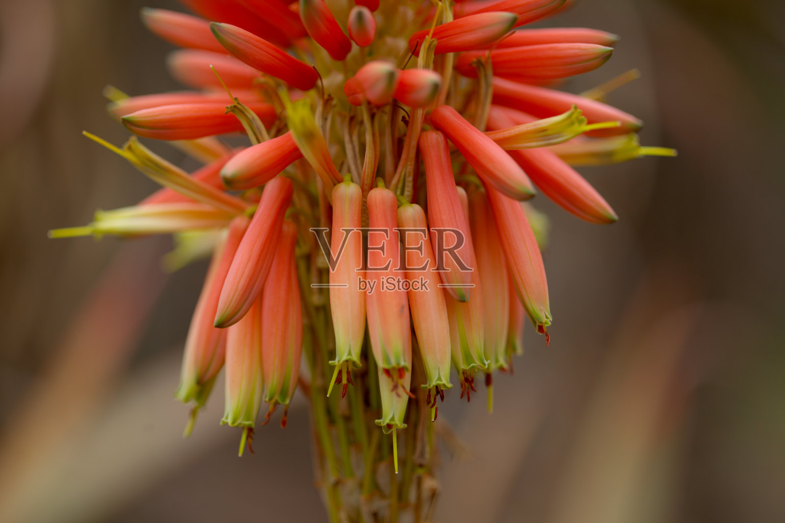 门德西芦荟的花序,花为橙色、粉红色和黄色照片摄影图片