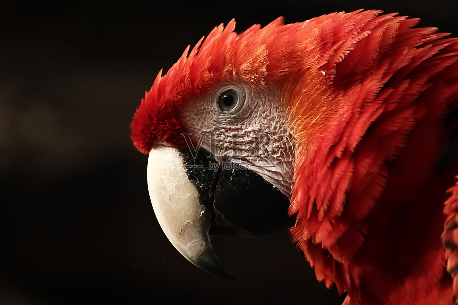 红金刚鹦鹉的肖像照片摄影图片