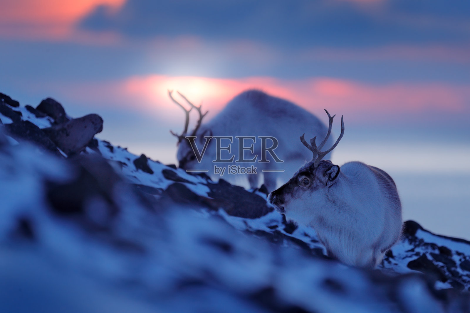 北极野生动物。野生驯鹿Rangifer tarandus,在雪中有着巨大的鹿角,斯瓦尔巴特群岛,挪威。斯瓦尔巴特驯鹿,自然界的野生动物,北极的冬天。冬季景观与驯鹿。照片摄影图片