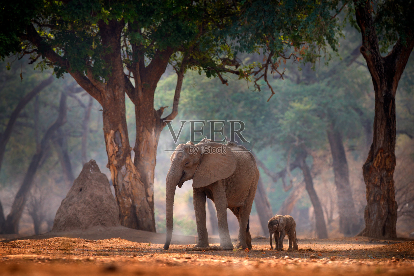 大象带着小象。非洲津巴布韦马纳池的大象。老森林里的大动物,傍晚的光线,日落。大自然中神奇的野生动物场景。非洲大象在美丽的栖息地。照片摄影图片
