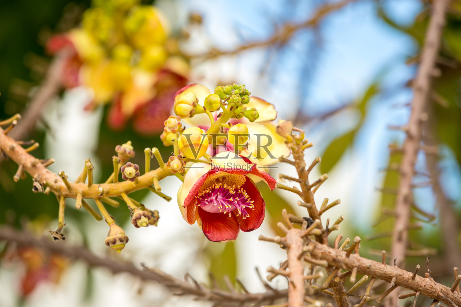 Shorea罗布斯塔花。加农炮树上的萨拉植物群或罗布斯塔花。美丽的罗布斯塔开花或炮弹树与自然环境照片摄影图片